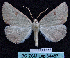  ( - BC ZSM Lep 64487)  @12 [ ] Copyright (2012) Axel Hausmann/Bavarian State Collection of Zoology (ZSM) SNSB, Zoologische Staatssammlung Muenchen