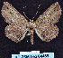  ( - BC ZSM Lep 64488)  @12 [ ] Copyright (2012) Axel Hausmann/Bavarian State Collection of Zoology (ZSM) SNSB, Zoologische Staatssammlung Muenchen