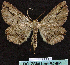  ( - BC ZSM Lep 64491)  @12 [ ] Copyright (2012) Axel Hausmann/Bavarian State Collection of Zoology (ZSM) SNSB, Zoologische Staatssammlung Muenchen