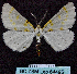  ( - BC ZSM Lep 64495)  @12 [ ] Copyright (2012) Axel Hausmann/Bavarian State Collection of Zoology (ZSM) SNSB, Zoologische Staatssammlung Muenchen
