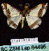  (Ligdia batesii - BC ZSM Lep 64496)  @14 [ ] Copyright (2012) Axel Hausmann/Bavarian State Collection of Zoology (ZSM) SNSB, Zoologische Staatssammlung Muenchen