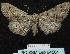  (Omphalucha albosignata - BC ZSM Lep 64501)  @13 [ ] Copyright (2012) Axel Hausmann/Bavarian State Collection of Zoology (ZSM) SNSB, Zoologische Staatssammlung Muenchen