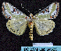  ( - BC ZSM Lep 64503)  @12 [ ] Copyright (2012) Axel Hausmann/Bavarian State Collection of Zoology (ZSM) SNSB, Zoologische Staatssammlung Muenchen