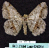  ( - BC ZSM Lep 64514)  @13 [ ] Copyright (2012) Axel Hausmann/Bavarian State Collection of Zoology (ZSM) SNSB, Zoologische Staatssammlung Muenchen