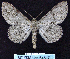  ( - BC ZSM Lep 64517)  @13 [ ] Copyright (2012) Axel Hausmann/Bavarian State Collection of Zoology (ZSM) SNSB, Zoologische Staatssammlung Muenchen