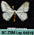  ( - BC ZSM Lep 64519)  @14 [ ] Copyright (2012) Axel Hausmann/Bavarian State Collection of Zoology (ZSM) SNSB, Zoologische Staatssammlung Muenchen