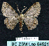  ( - BC ZSM Lep 64521)  @12 [ ] Copyright (2012) Axel Hausmann/Bavarian State Collection of Zoology (ZSM) SNSB, Zoologische Staatssammlung Muenchen