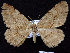  ( - BC ZSM Lep 64526)  @11 [ ] Copyright (2012) Axel Hausmann/Bavarian State Collection of Zoology (ZSM) SNSB, Zoologische Staatssammlung Muenchen