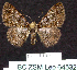  (Zamarada metallicata - BC ZSM Lep 64532)  @13 [ ] Copyright (2012) Axel Hausmann/Bavarian State Collection of Zoology (ZSM) SNSB, Zoologische Staatssammlung Muenchen