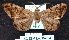  (Hypochrosis binexataMS0B - BC ZSM Lep 64534)  @11 [ ] Copyright (2012) Axel Hausmann/Bavarian State Collection of Zoology (ZSM) SNSB, Zoologische Staatssammlung Muenchen