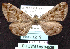 ( - BC ZSM Lep 64535)  @11 [ ] Copyright (2012) Axel Hausmann/Bavarian State Collection of Zoology (ZSM) SNSB, Zoologische Staatssammlung Muenchen
