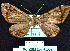  (Hypochrosis binexataMS0C - BC ZSM Lep 64536)  @12 [ ] Copyright (2012) Axel Hausmann/Bavarian State Collection of Zoology (ZSM) SNSB, Zoologische Staatssammlung Muenchen