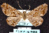  ( - BC ZSM Lep 64538)  @11 [ ] Copyright (2012) Axel Hausmann/Bavarian State Collection of Zoology (ZSM) SNSB, Zoologische Staatssammlung Muenchen