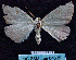  ( - BC ZSM Lep 64539)  @12 [ ] Copyright (2012) Axel Hausmann/Bavarian State Collection of Zoology (ZSM) SNSB, Zoologische Staatssammlung Muenchen