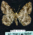  ( - BC ZSM Lep 64541)  @13 [ ] Copyright (2012) Axel Hausmann/Bavarian State Collection of Zoology (ZSM) SNSB, Zoologische Staatssammlung Muenchen