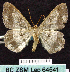  ( - BC ZSM Lep 64541)  @13 [ ] Copyright (2012) Axel Hausmann/Bavarian State Collection of Zoology (ZSM) SNSB, Zoologische Staatssammlung Muenchen