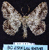  ( - BC ZSM Lep 64548)  @13 [ ] Copyright (2012) Axel Hausmann/Bavarian State Collection of Zoology (ZSM) SNSB, Zoologische Staatssammlung Muenchen