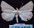  ( - BC ZSM Lep 64550)  @12 [ ] Copyright (2012) Axel Hausmann/Bavarian State Collection of Zoology (ZSM) SNSB, Zoologische Staatssammlung Muenchen