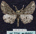  (Omphalucha maturnaria - BC ZSM Lep 64552)  @14 [ ] Copyright (2012) Axel Hausmann/Bavarian State Collection of Zoology (ZSM) SNSB, Zoologische Staatssammlung Muenchen
