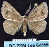  ( - BC ZSM Lep 64555)  @13 [ ] Copyright (2012) Axel Hausmann/Bavarian State Collection of Zoology (ZSM) SNSB, Zoologische Staatssammlung Muenchen