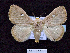  (Chrysopoloma isabellina - BC ZSM Lep 64556)  @14 [ ] Copyright (2012) Axel Hausmann/Bavarian State Collection of Zoology (ZSM) SNSB, Zoologische Staatssammlung Muenchen
