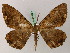  ( - BC ZSM Lep add 57814)  @12 [ ] CreativeCommons - Attribution Non-Commercial Share-Alike (2012) Axel Hausmann/Bavarian State Collection of Zoology (ZSM) SNSB, Zoologische Staatssammlung Muenchen