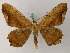  (Callocasta - BC ZSM Lep add 57819)  @14 [ ] CreativeCommons - Attribution Non-Commercial Share-Alike (2012) Axel Hausmann/Bavarian State Collection of Zoology (ZSM) SNSB, Zoologische Staatssammlung Muenchen