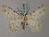  (Lassaba parvalbidaria - BC ZSM Lep add 57821)  @14 [ ] CreativeCommons - Attribution Non-Commercial Share-Alike (2012) Axel Hausmann/Bavarian State Collection of Zoology (ZSM) SNSB, Zoologische Staatssammlung Muenchen