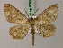  (Uliura - BC ZSM Lep add 57833)  @15 [ ] CreativeCommons - Attribution Non-Commercial Share-Alike (2012) Axel Hausmann/Bavarian State Collection of Zoology (ZSM) SNSB, Zoologische Staatssammlung Muenchen