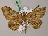  ( - BC ZSM Lep add 57834)  @11 [ ] CreativeCommons - Attribution Non-Commercial Share-Alike (2012) Axel Hausmann/Bavarian State Collection of Zoology (ZSM) SNSB, Zoologische Staatssammlung Muenchen
