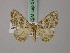  (Xylopteryx prouti - BC ZSM Lep add 57836)  @13 [ ] CreativeCommons - Attribution Non-Commercial Share-Alike (2012) Axel Hausmann/Bavarian State Collection of Zoology (ZSM) SNSB, Zoologische Staatssammlung Muenchen