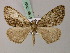  (Xylopteryx elongata - BC ZSM Lep add 57837)  @14 [ ] CreativeCommons - Attribution Non-Commercial Share-Alike (2012) Axel Hausmann/Bavarian State Collection of Zoology (ZSM) SNSB, Zoologische Staatssammlung Muenchen