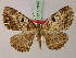  ( - BC ZSM Lep add 57839)  @14 [ ] CreativeCommons - Attribution Non-Commercial Share-Alike (2012) Axel Hausmann/Bavarian State Collection of Zoology (ZSM) SNSB, Zoologische Staatssammlung Muenchen