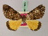  (Xylopteryx splendens - BC ZSM Lep add 57840)  @14 [ ] CreativeCommons - Attribution Non-Commercial Share-Alike (2012) Axel Hausmann/Bavarian State Collection of Zoology (ZSM) SNSB, Zoologische Staatssammlung Muenchen
