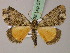  (Xylopteryx triphaenata - BC ZSM Lep add 57841)  @13 [ ] CreativeCommons - Attribution Non-Commercial Share-Alike (2012) Axel Hausmann/Bavarian State Collection of Zoology (ZSM) SNSB, Zoologische Staatssammlung Muenchen