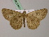  ( - BC ZSM Lep add 57843)  @13 [ ] CreativeCommons - Attribution Non-Commercial Share-Alike (2012) Axel Hausmann/Bavarian State Collection of Zoology (ZSM) SNSB, Zoologische Staatssammlung Muenchen