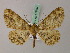  (Paradarisa comparataria - BC ZSM Lep add 57845)  @14 [ ] CreativeCommons - Attribution Non-Commercial Share-Alike (2012) Axel Hausmann/Bavarian State Collection of Zoology (ZSM) SNSB, Zoologische Staatssammlung Muenchen