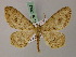  ( - BC ZSM Lep add 57848)  @14 [ ] CreativeCommons - Attribution Non-Commercial Share-Alike (2012) Axel Hausmann/Bavarian State Collection of Zoology (ZSM) SNSB, Zoologische Staatssammlung Muenchen