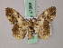  (Ectropidia exprimata - BC ZSM Lep add 57868)  @14 [ ] CreativeCommons - Attribution Non-Commercial Share-Alike (2012) Axel Hausmann/Bavarian State Collection of Zoology (ZSM) SNSB, Zoologische Staatssammlung Muenchen