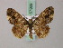  ( - BC ZSM Lep add 57869)  @11 [ ] CreativeCommons - Attribution Non-Commercial Share-Alike (2012) Axel Hausmann/Bavarian State Collection of Zoology (ZSM) SNSB, Zoologische Staatssammlung Muenchen