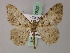 ( - BC ZSM Lep add 57882)  @11 [ ] CreativeCommons - Attribution Non-Commercial Share-Alike (2012) Axel Hausmann/Bavarian State Collection of Zoology (ZSM) SNSB, Zoologische Staatssammlung Muenchen