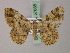  ( - BC ZSM Lep add 57888)  @11 [ ] CreativeCommons - Attribution Non-Commercial Share-Alike (2012) Axel Hausmann/Bavarian State Collection of Zoology (ZSM) SNSB, Zoologische Staatssammlung Muenchen
