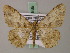  (Psilalcis bisinuata - BC ZSM Lep add 57889)  @11 [ ] CreativeCommons - Attribution Non-Commercial Share-Alike (2012) Axel Hausmann/Bavarian State Collection of Zoology (ZSM) SNSB, Zoologische Staatssammlung Muenchen
