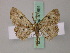  ( - BC ZSM Lep add 57891)  @13 [ ] CreativeCommons - Attribution Non-Commercial Share-Alike (2012) Axel Hausmann/Bavarian State Collection of Zoology (ZSM) SNSB, Zoologische Staatssammlung Muenchen