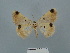  ( - BC ZSM Lep add 57894)  @11 [ ] CreativeCommons - Attribution Non-Commercial Share-Alike (2020) SNSB, Staatliche Naturwissenschaftliche Sammlungen Bayerns ZSM (SNSB, Zoologische Staatssammlung Muenchen)