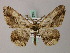  ( - BC ZSM Lep add 57899)  @14 [ ] CreativeCommons - Attribution Non-Commercial Share-Alike (2012) Axel Hausmann/Bavarian State Collection of Zoology (ZSM) SNSB, Zoologische Staatssammlung Muenchen