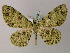  (Ophthalmitis herbidaria - BC ZSM Lep add 57906)  @15 [ ] CreativeCommons - Attribution Non-Commercial Share-Alike (2012) Axel Hausmann/Bavarian State Collection of Zoology (ZSM) SNSB, Zoologische Staatssammlung Muenchen