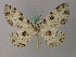  (Ophthalmitis pertusaria - BC ZSM Lep add 57907)  @13 [ ] CreativeCommons - Attribution Non-Commercial Share-Alike (2012) Axel Hausmann/Bavarian State Collection of Zoology (ZSM) SNSB, Zoologische Staatssammlung Muenchen