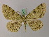  (Ophthalmitis clararia - BC ZSM Lep add 57908)  @15 [ ] CreativeCommons - Attribution Non-Commercial Share-Alike (2012) Axel Hausmann/Bavarian State Collection of Zoology (ZSM) SNSB, Zoologische Staatssammlung Muenchen