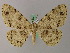  (Ophthalmitis basiscripta - BC ZSM Lep add 57909)  @15 [ ] CreativeCommons - Attribution Non-Commercial Share-Alike (2012) Axel Hausmann/Bavarian State Collection of Zoology (ZSM) SNSB, Zoologische Staatssammlung Muenchen